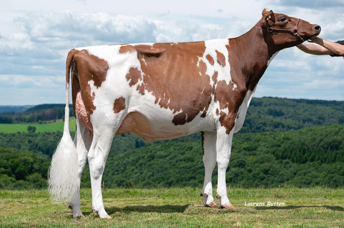 AMH-GOLDWYN-P-Aldesi-Red