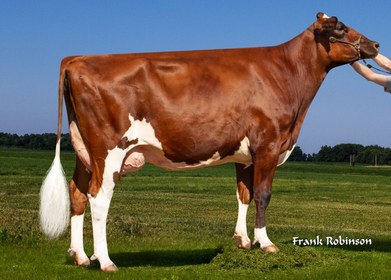 ENDCO-SUPERSTR-BLUSH-RED-ET-small