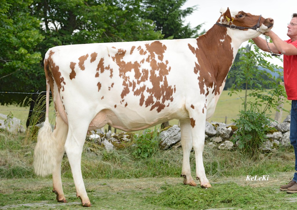 ITALIA_Baursheima-ITALIA-Ivana-Red-83-Pts.-2-y.