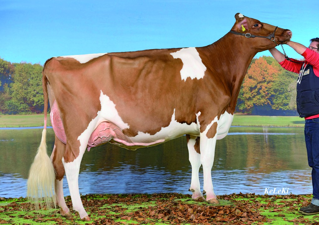 ITALIA_Schrago-ITALIA-Indiana-Red-VG-86-2-y.