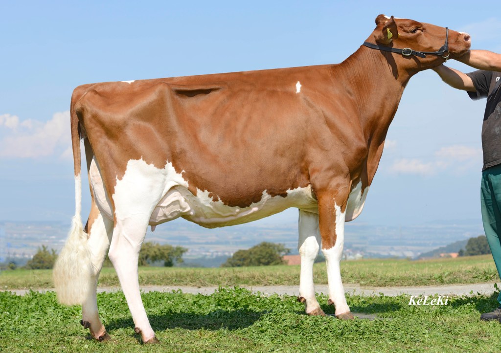 ITALIA_Schrago_Italia_Lia