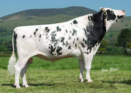 ITALIA_Shottle-EX96