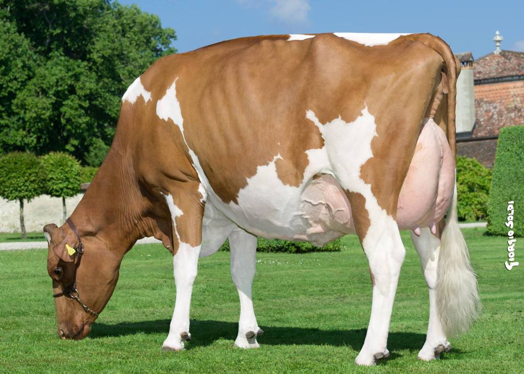 Italia_Schrago-Italia-INDIANA-Red-EX-93